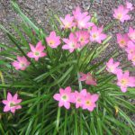 Pink Rain Lilies