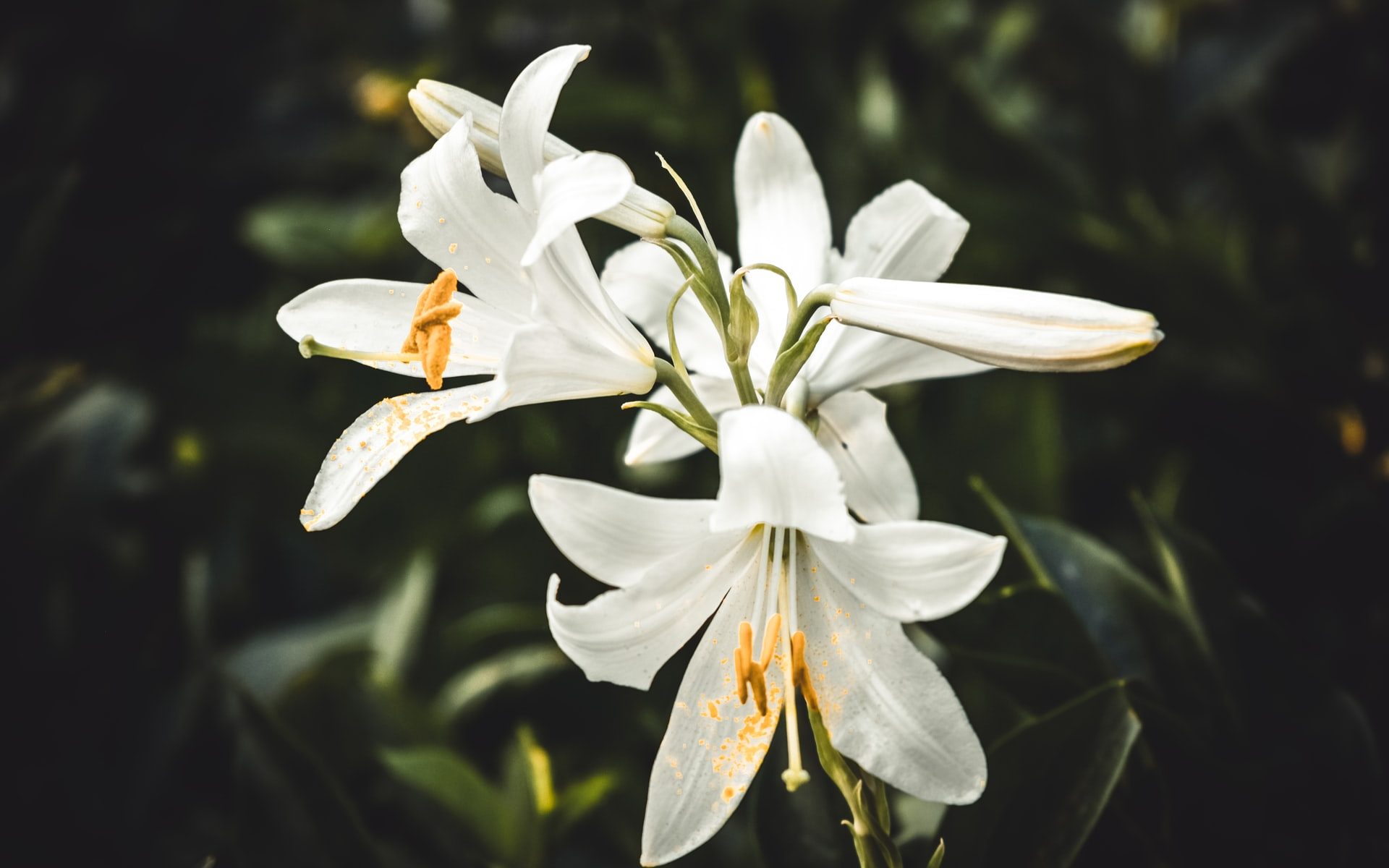 Easter White Lily
